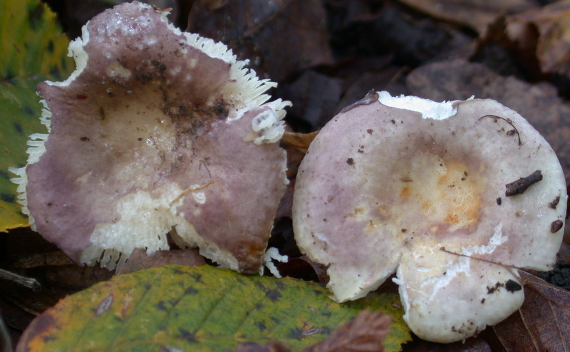 Russula versatilis